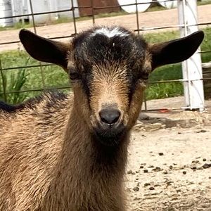 Meet your Posher, Blythe